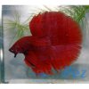 betta-super-red-halfmoon.jpg