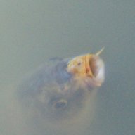 Xipho