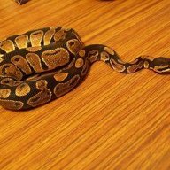 Viriato