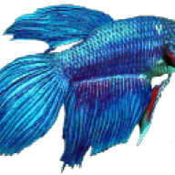 edupalen