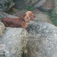 pacxo