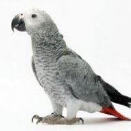 Kasuku