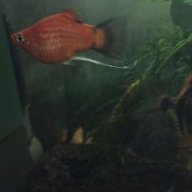 Auxi88