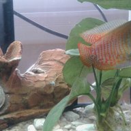 Aquarium Piscium