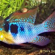 Paguana