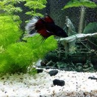 betta