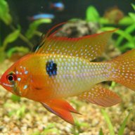 tiomatso