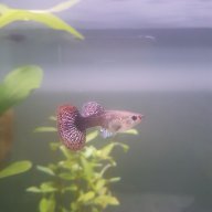 Monty