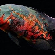 Mr.Nemo