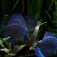 Rasbora