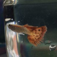 GuppyAA