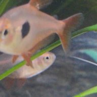 Cardenal Tetra