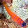 bluebanded goby