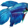 edupalen