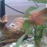 Aquarium Piscium
