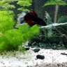 betta