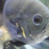 Monsterofthedeep