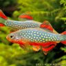 MaryFish