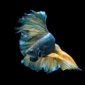 Seneskal