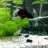 betta