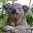 ElKoalaPepe