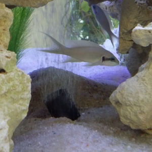 Acuario con ciclidos