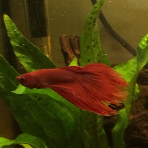 Mi nuevo Betta