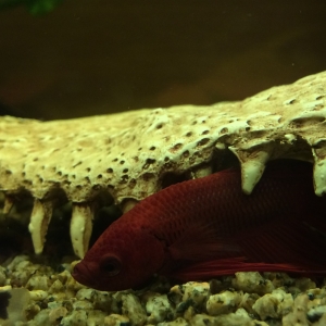 Betta rojo