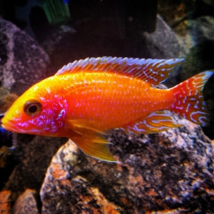 aulonocara rojo dragon