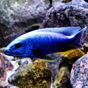sciaenochromis fryeri iceberg