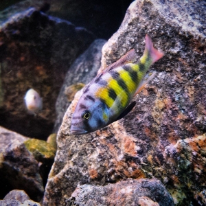 haplochromis ch44