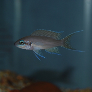 Neolamprologus Brichardi