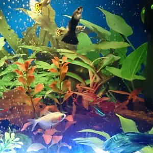 acuario guppys,betta
