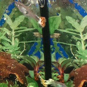 guppy hembra