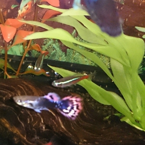 guppy macho