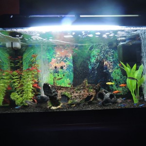 Mi  pecera 60L