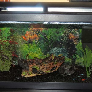 Mi  pecera 60L