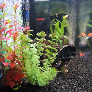 Mi  pecera 60L