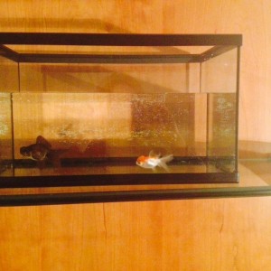 acuario 20l