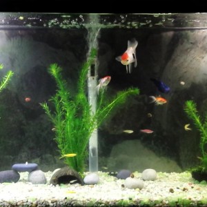 Mi acuario de 135 lts