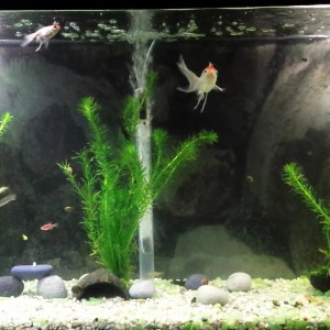 Acuario de 135 lts