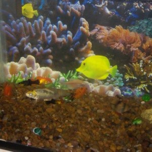 Integrantes de mi acuario