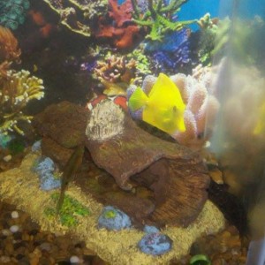Integrantes de mi acuario