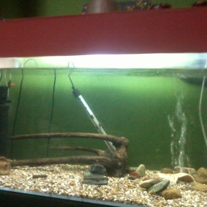mi bello acuario