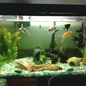 Mi acuario