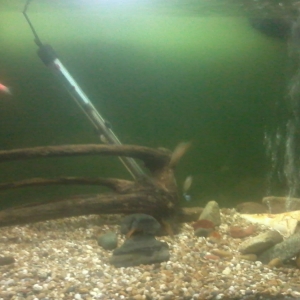 7 peces