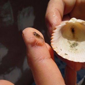Langosta Australiana (Cherax quadircarinatus)