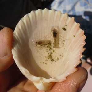 Langosta Australiana (Cherax quadircarinatus)