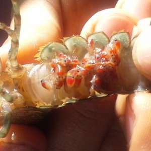 Langosta Australiana (Cherax quadircarinatus)
