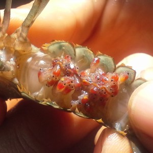 Langosta Australiana (Cherax quadircarinatus)